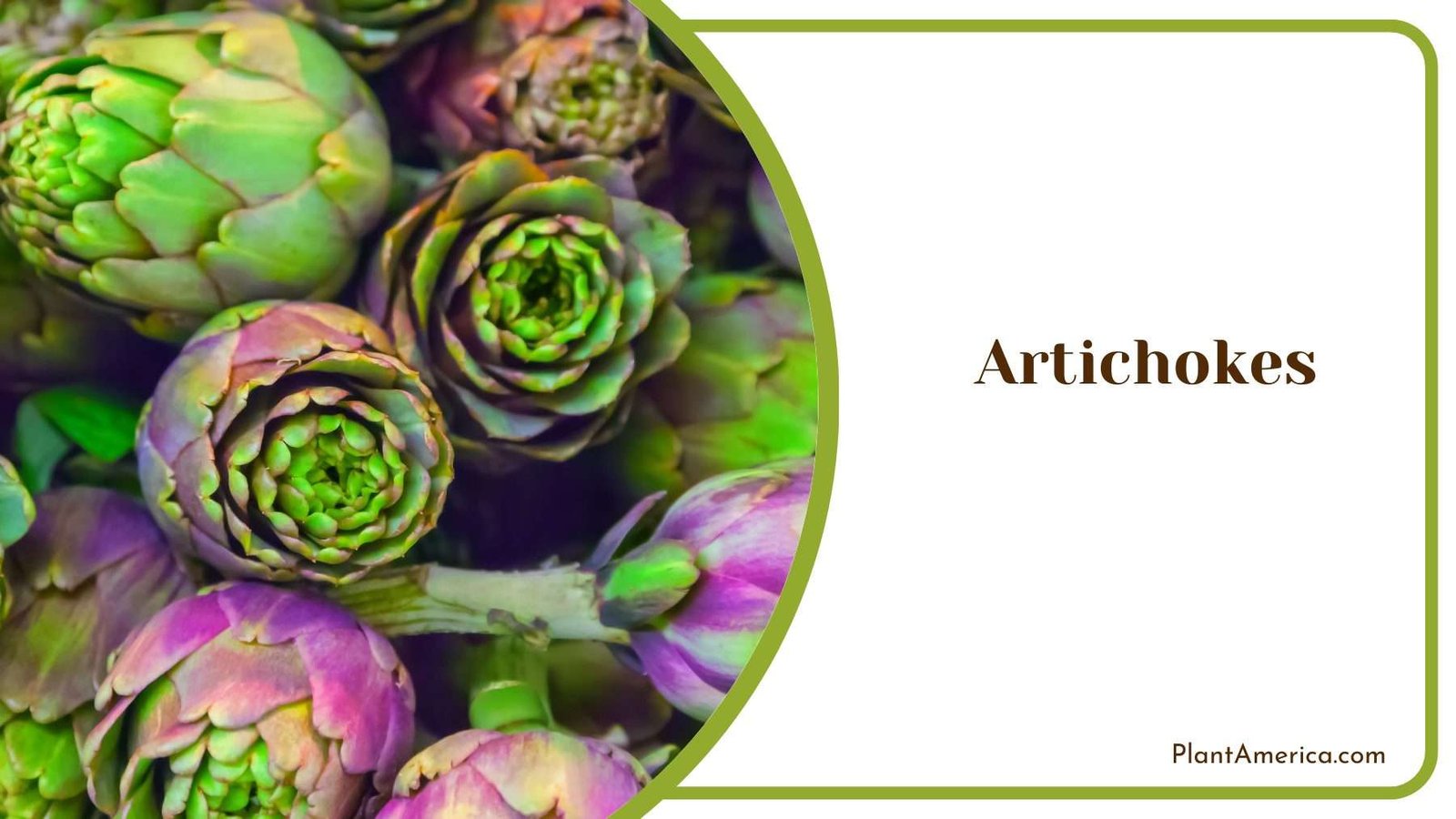 Artichokes Flower Plant America