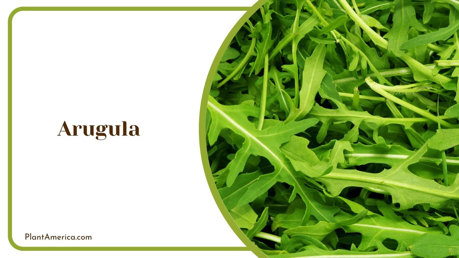 Arugula Plant Plant America Arugula Plant Plant America