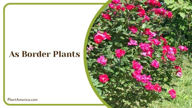 As Border Plants Plant America As Border Plants Plant America