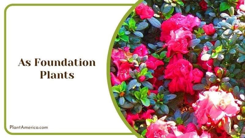 As Foundation Plants Plant America As Foundation Plants Plant America