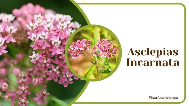 Asclepias incarnata attracts bees Plant America Asclepias incarnata attracts bees Plant America