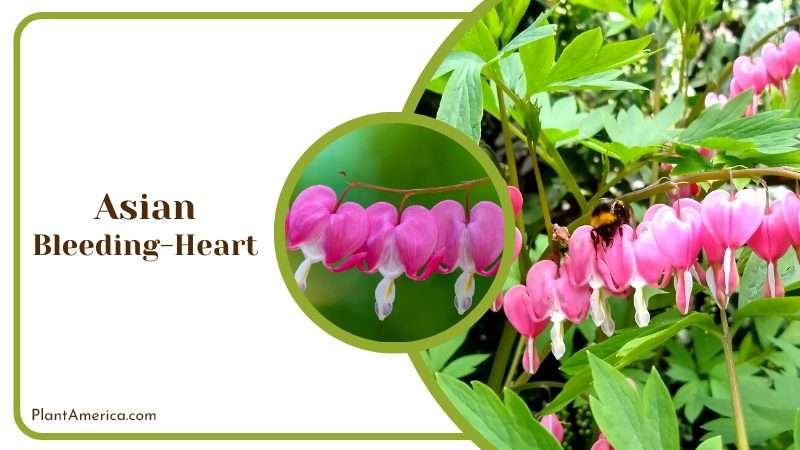 Asian Bleeding Heart Flowers with Bee PlantAmerica Asian Bleeding Heart Flowers with Bee PlantAmerica
