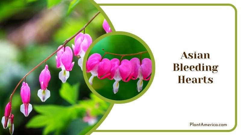 Asian Bleeding Hearts on a Tree Plant America
