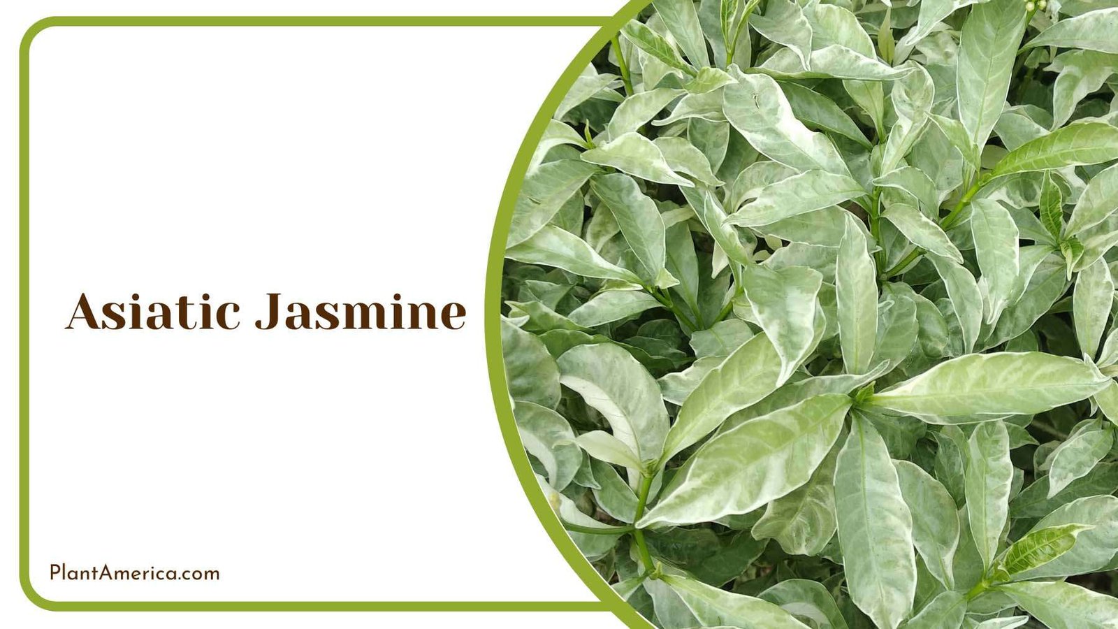 Asiatic Jasmine Ground Cover Plant America