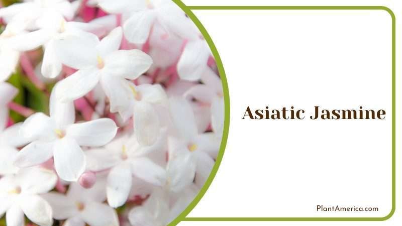 Asiatic Jasmine Plant America Asiatic Jasmine Plant America