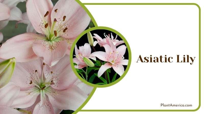 Asiatic Lily Bright colored flowers Plant America Asiatic Lily Bright colored flowers Plant America