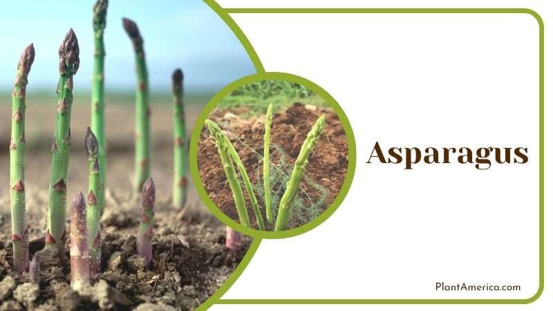 Asparagus has heavy nutrient requirements Plant America