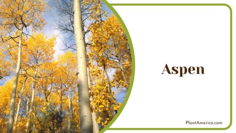 Aspen leaves hang on slender branches PlantAmerica