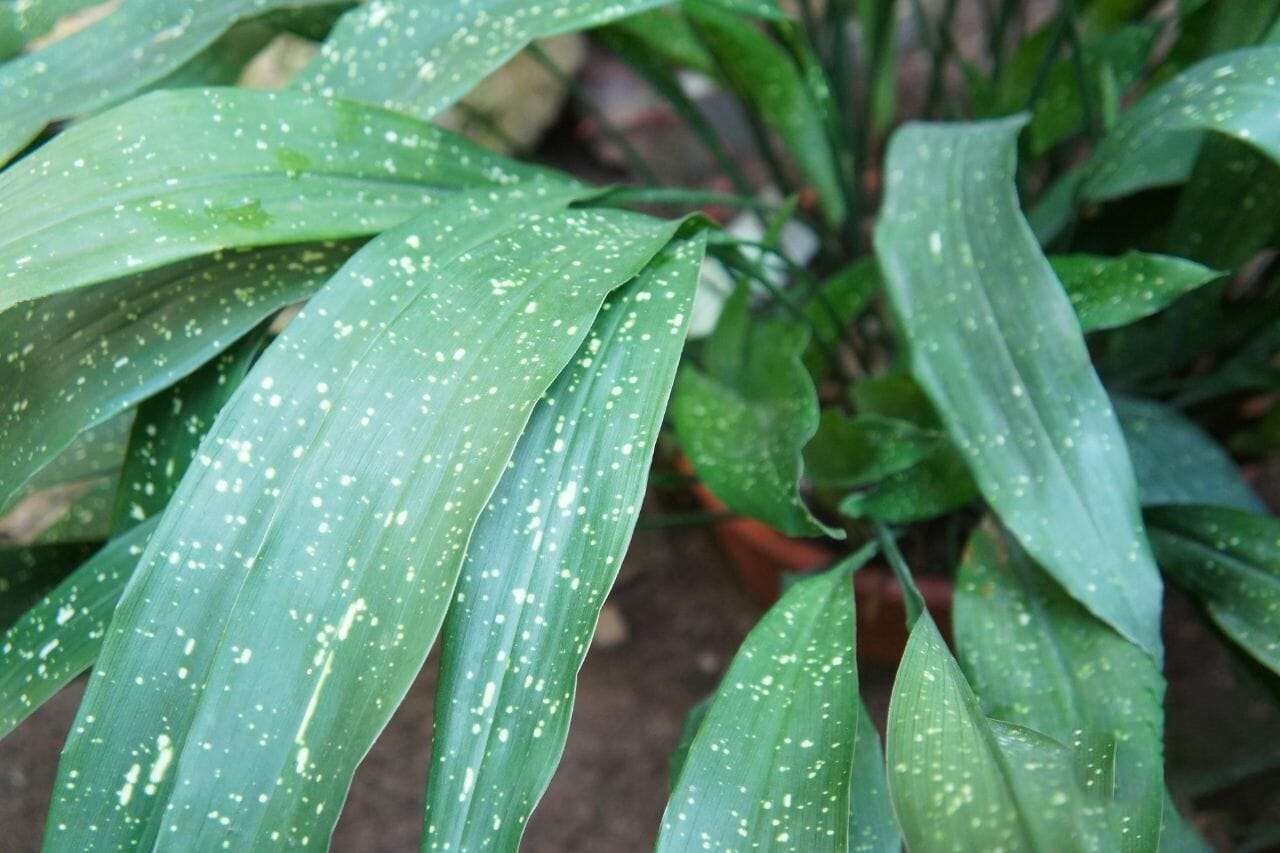 Aspidistra elatior or cast iron plant Plant America Aspidistra elatior or cast iron plant Plant America