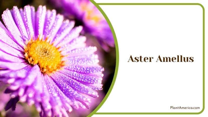 Aster Amellus Flower in Morning Dew Plant America Aster Amellus Flower in Morning Dew Plant America