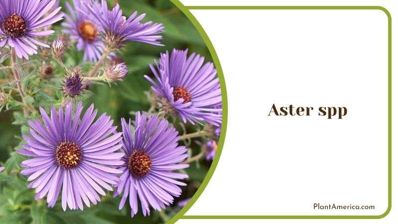 Aster spp Plant America