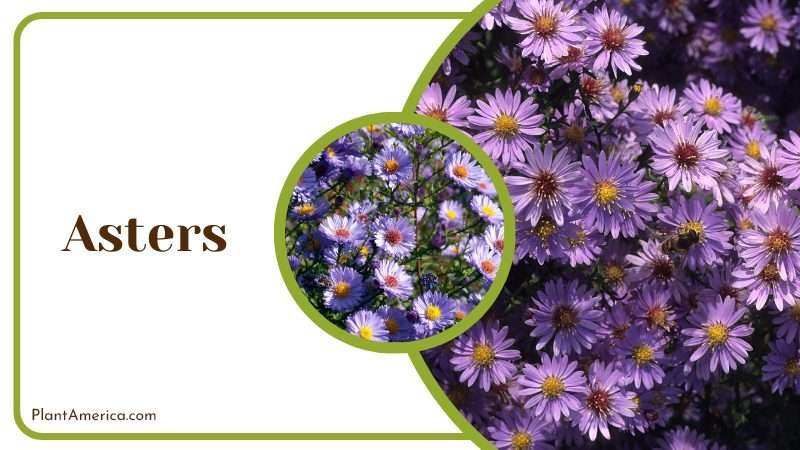 Asters Bright purple colored petals Plant America Asters Bright purple colored petals Plant America