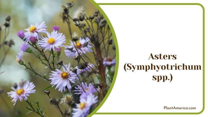 Asters Symphyotrichum Plant America