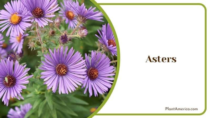 Asters are flowering perennials PlantAmerica