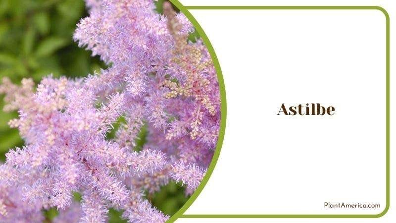 Astilbe PlantAmerica