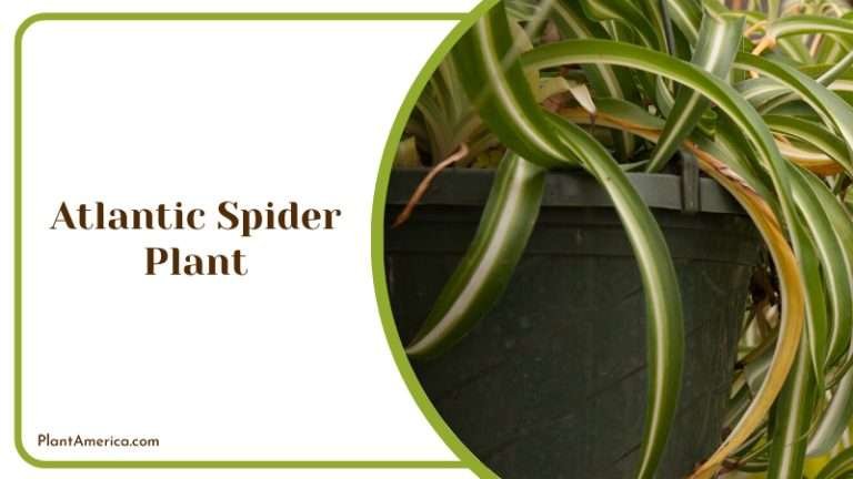19 Types of Spider Plants: Growing Indoors and Outdoors - Plant America