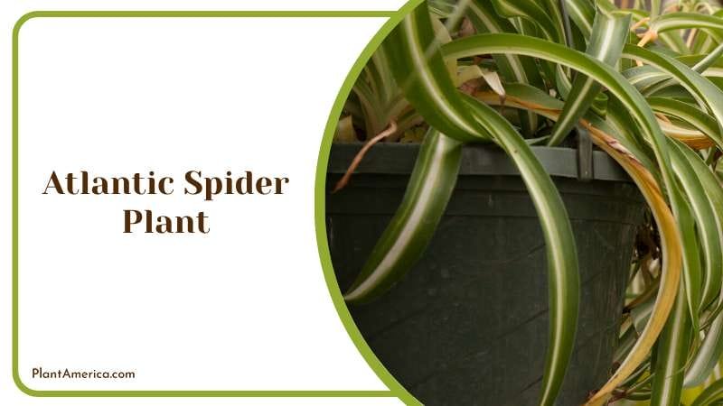 Atlantic Spider Plant PlantAmerica