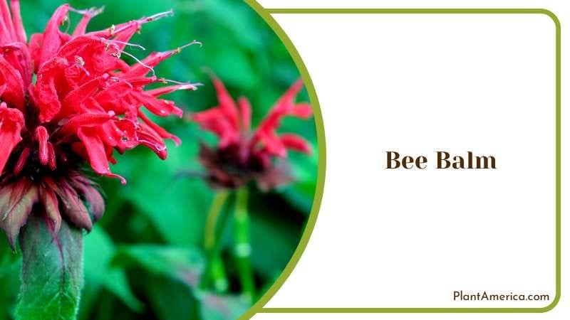 Attracting Pollinators to Your Garden Plant America Attracting Pollinators to Your Garden Plant America