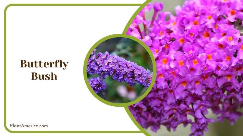 Attractive Butterfly Bushes Plant America