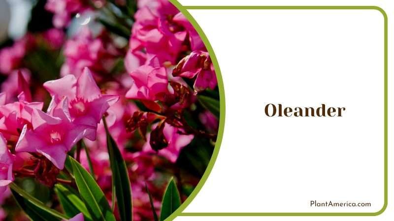 Attractive Flowers of Oleander Plants PlantAmerica Attractive Flowers of Oleander Plants PlantAmerica