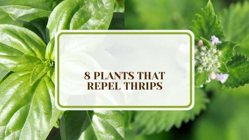 Attractive Plants That Repel Thrips PlantAmerica 8 Plants That Repel Thrips: Attractive, Fresh, and Scented