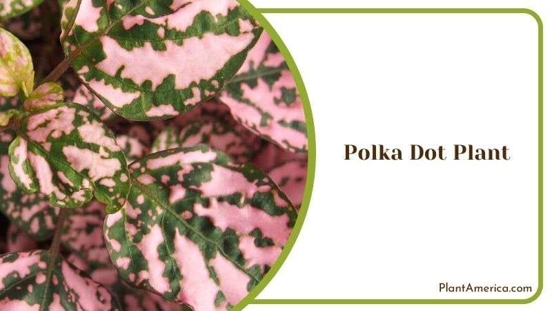Attractive Polka Dot Plant Plant America Attractive Polka Dot Plant Plant America
