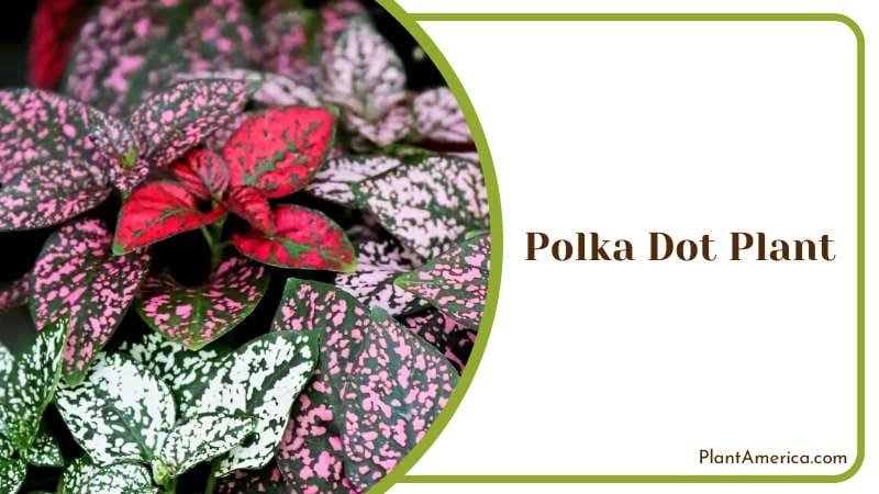 Attractive Polka Dot Plants Plant America 1