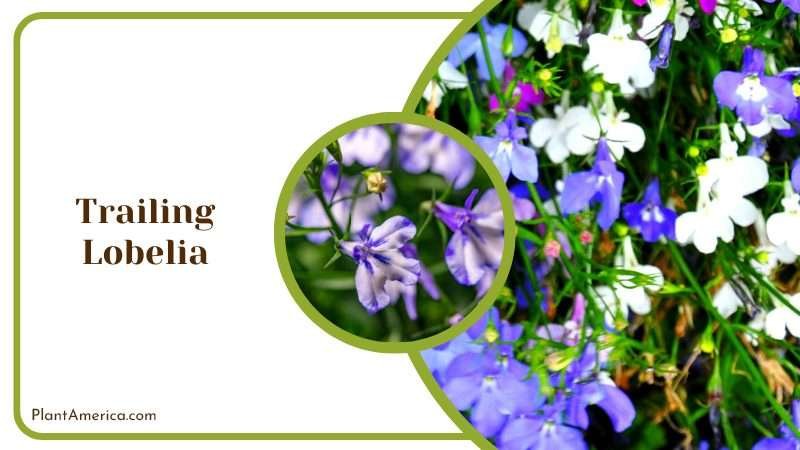 Attractive Trailing Lobelia Plants Plant America
