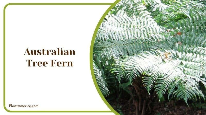 Australian Tree Fern Issues Plant America