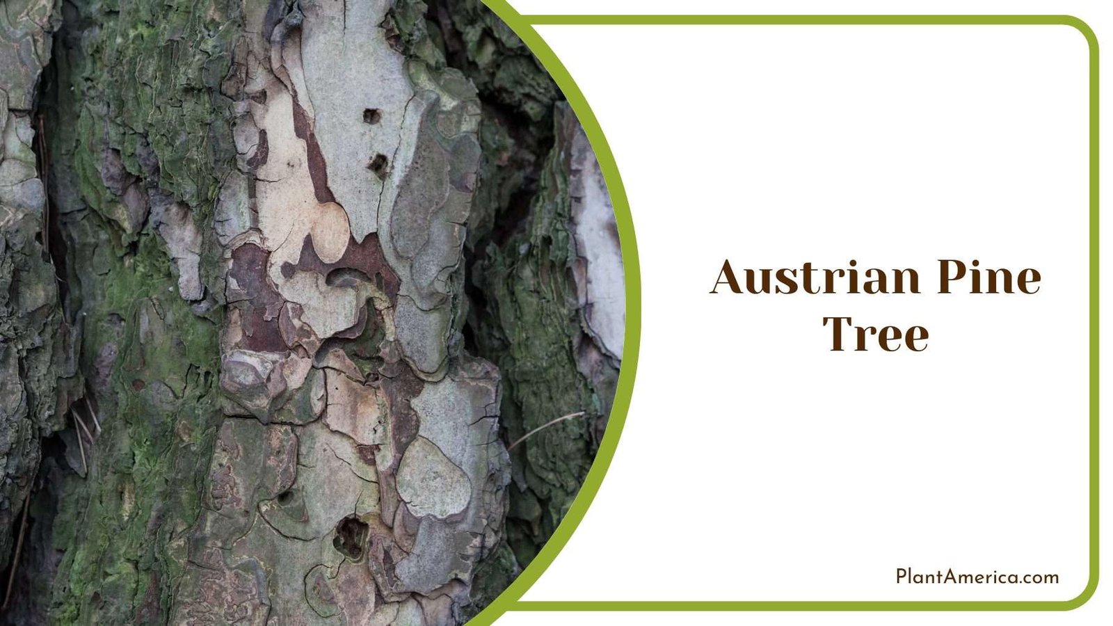 Austrian Pine Tree Plant America