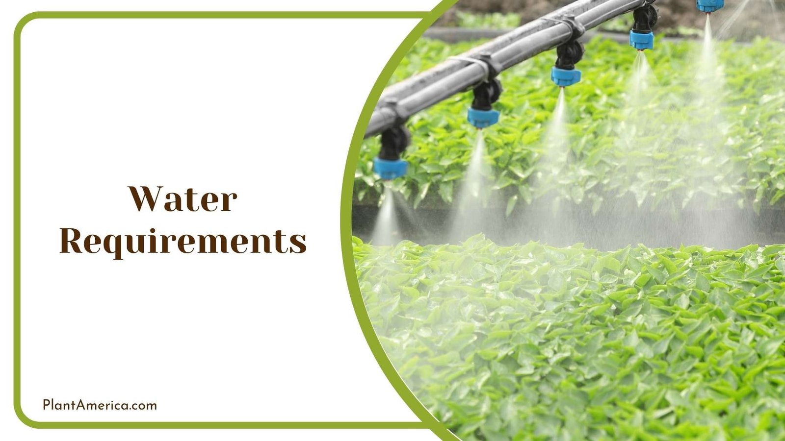 Automatic System Of Watering Plant America