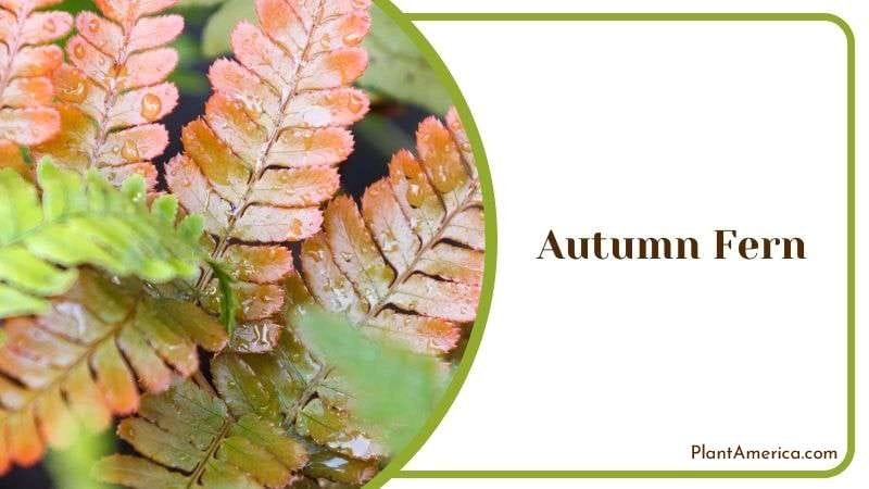 Autumn Fern Maintenance Tips Plant America
