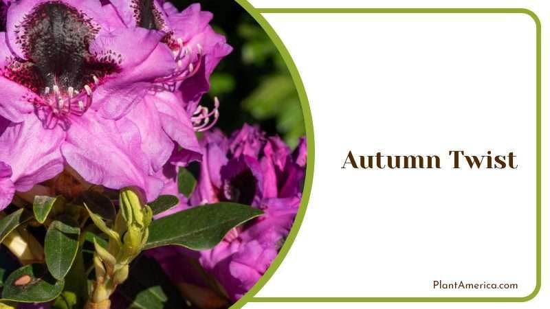 Autumn Twist Plant America Autumn Twist Plant America