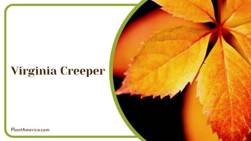 Autumn Virginia Creeper Plant America Autumn Virginia Creeper Plant America
