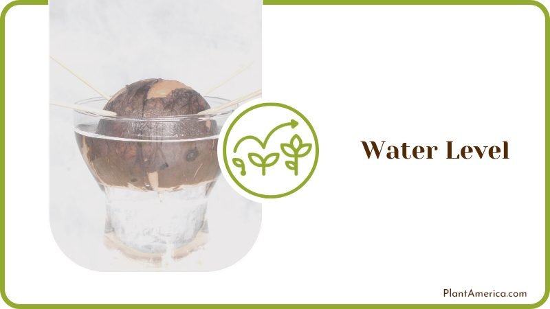 Avocado Seed in Water PlantAmerica