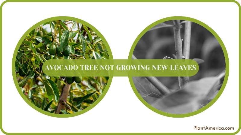 Avocado Tree Care Guide Plant America
