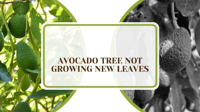 Avocado Tree Not Growing New Leaves PlantAmerica Avocado Tree Not Growing New Leaves: Why and How To Fix It