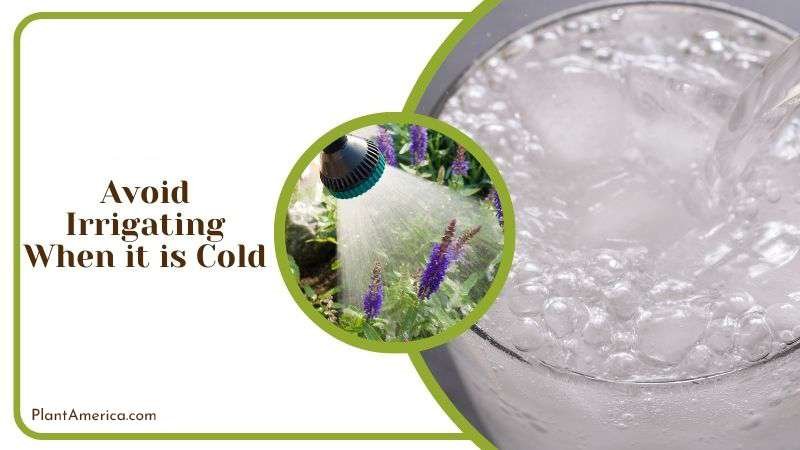 Avoid Irrigating When it is Cold Plant America