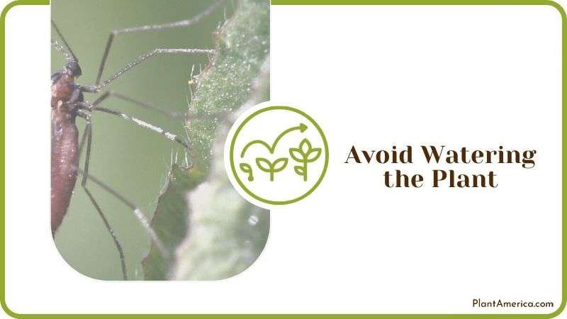 Avoid Watering to Eradicate Gnats Plant America