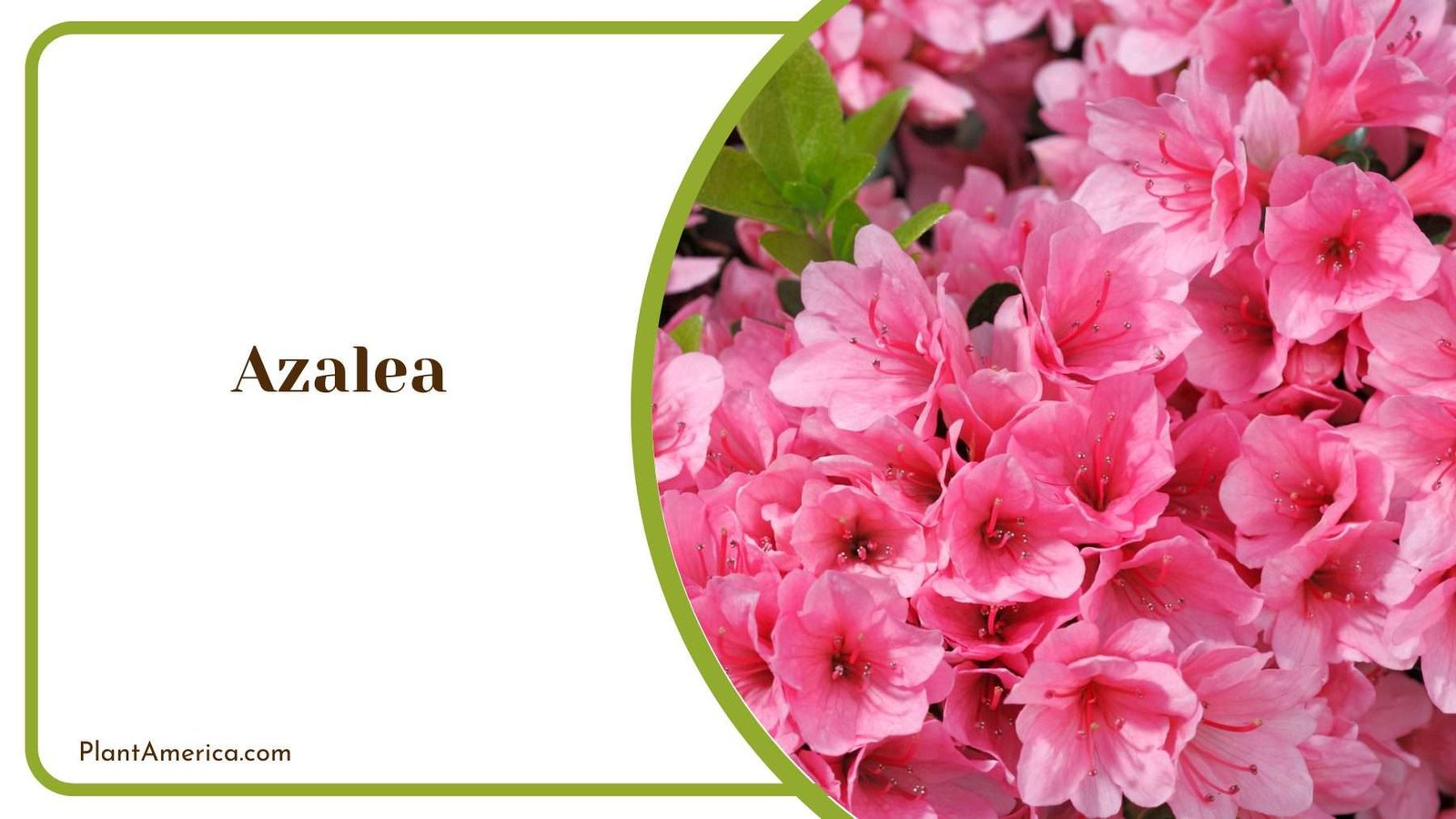 Azalea Blooms Plant America