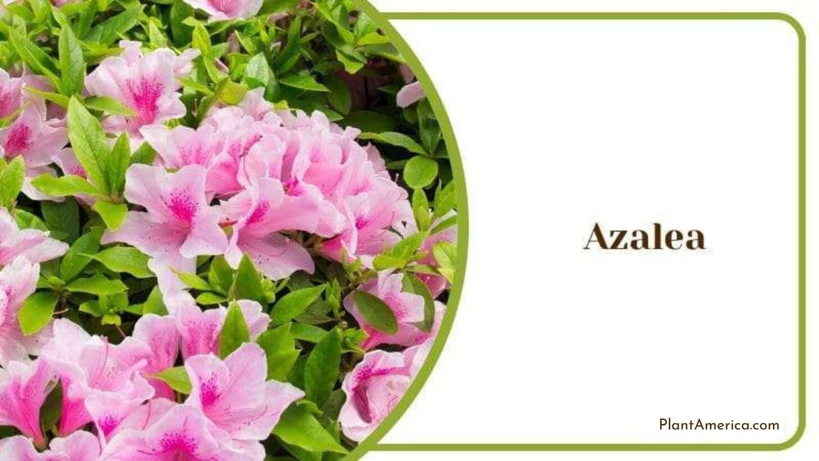 Azalea Group of Pink Petals Plant America