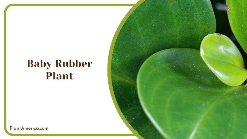 Baby Rubber Plant Plant America 1