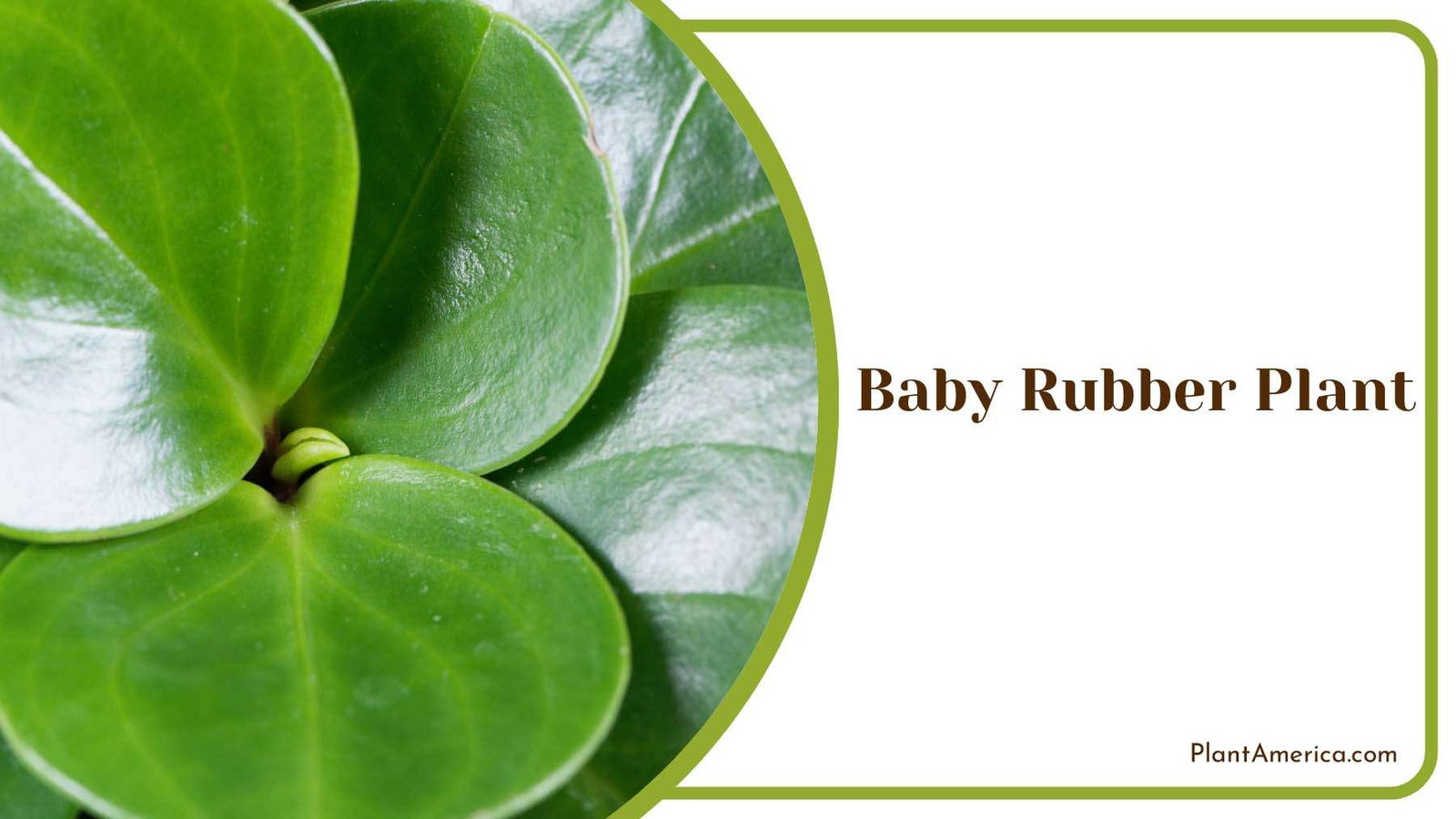 Baby Rubber Plant Plant America