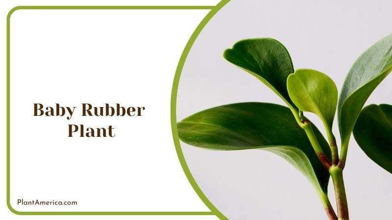 Baby Rubber Plant Tiny Titan Plant America
