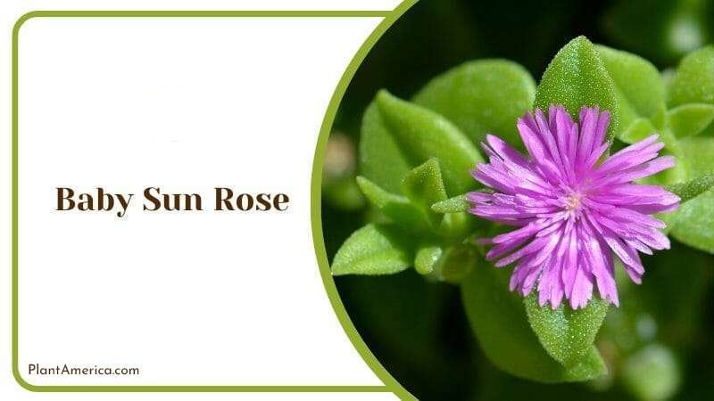 Baby Sun Rose Plant America 1