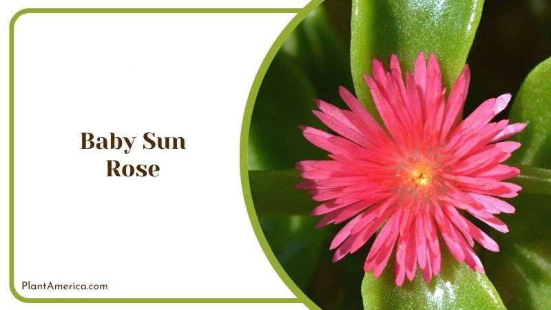 Baby Sun Rose Plant America