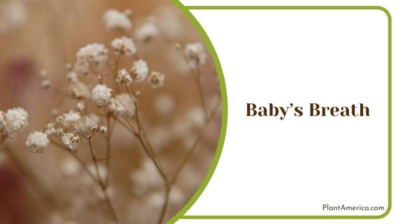 Babys Breath Flowers Plant America