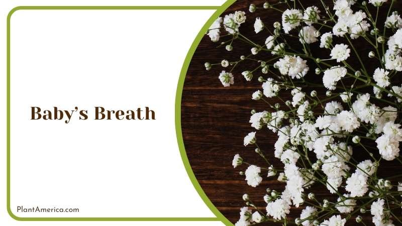 Babys Breath on a Wooden Table Plant America