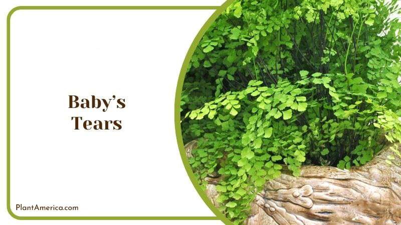 Babys Tears Plant America