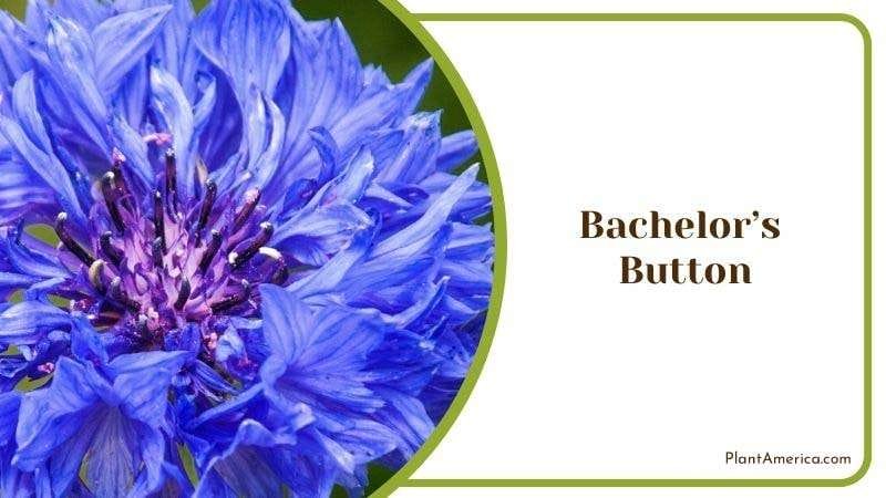 Bachelors Button Plant America